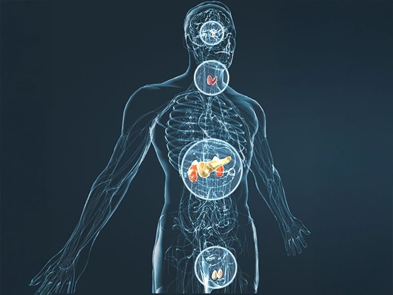 JellyFil works at the hormonal level
